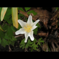 Dryopteris de Borrer, Dryopteris Affinis subsp Borreri (Dryopteridacces) (Europe, Turquie) (2)